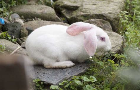 兔子 可以 活 多久